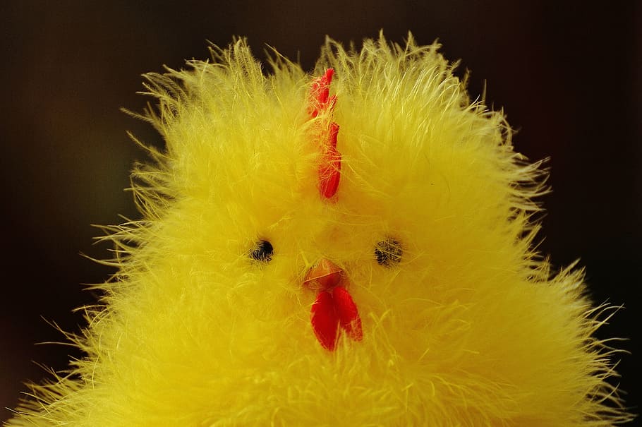 chicks, easter, cute, figure, easter theme, sweet, decoration HD wallpaper