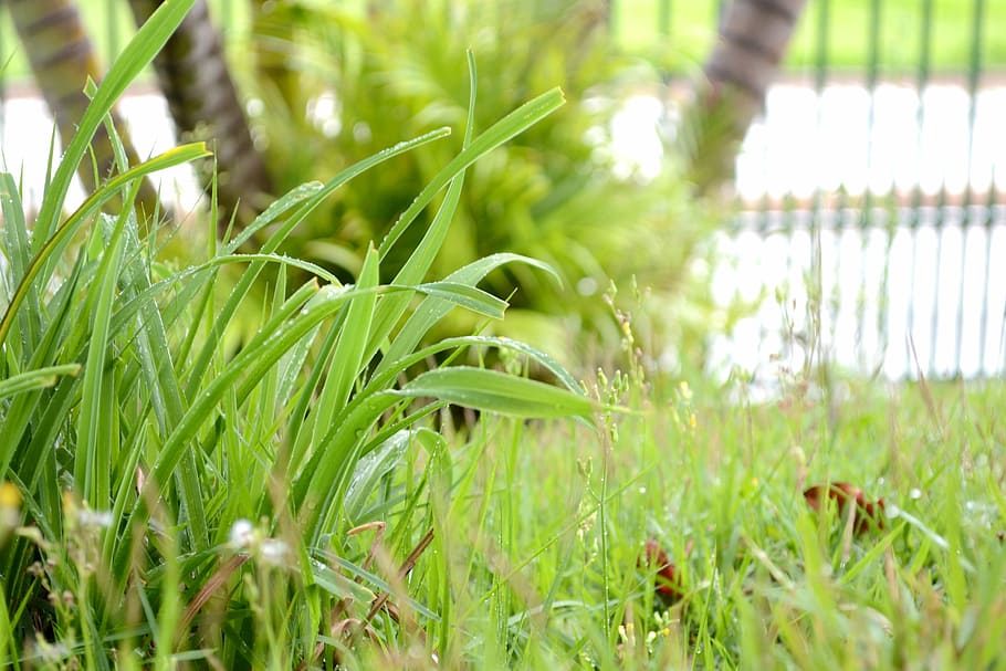 plantas, verdes, gramando, capim, gotas de chuva, green, plants HD wallpaper
