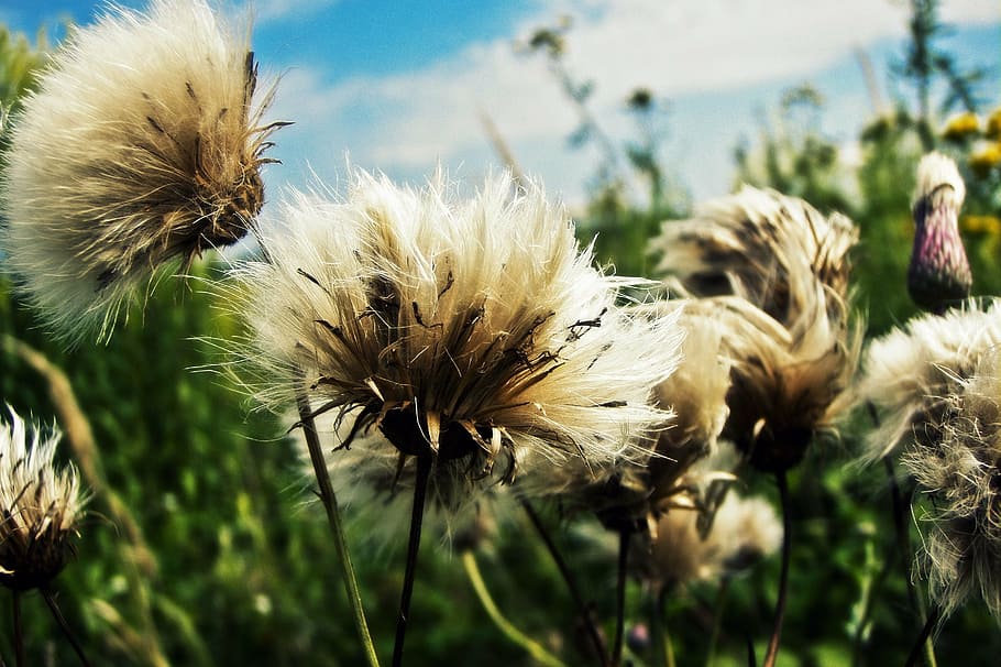white dandelion flowers, dandelions, impression, blur, nature HD wallpaper