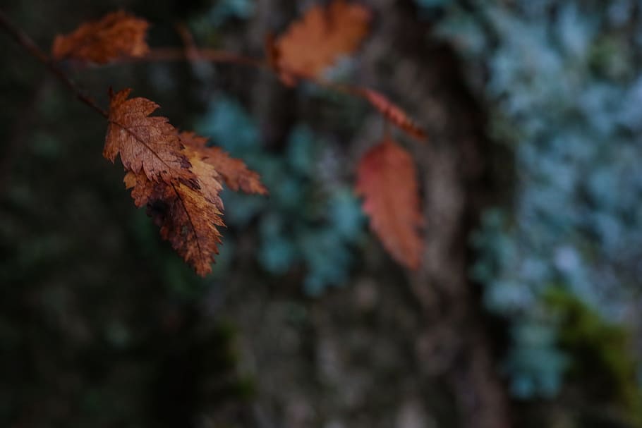 autumn leaves, leaf, tree, fall, nature, plant part, change HD wallpaper