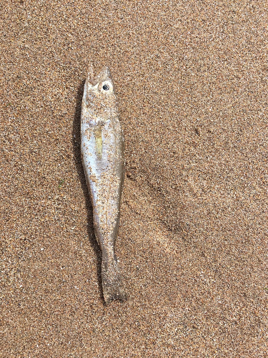 Fish, Beach, Sand, one animal, animal wildlife, no people, animals in the wild HD wallpaper
