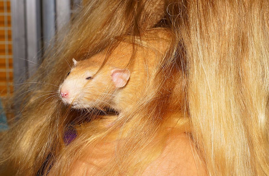 Rat, Close, Hidden, Cute, Fur, Rodent, nager, sweet, curious HD wallpaper