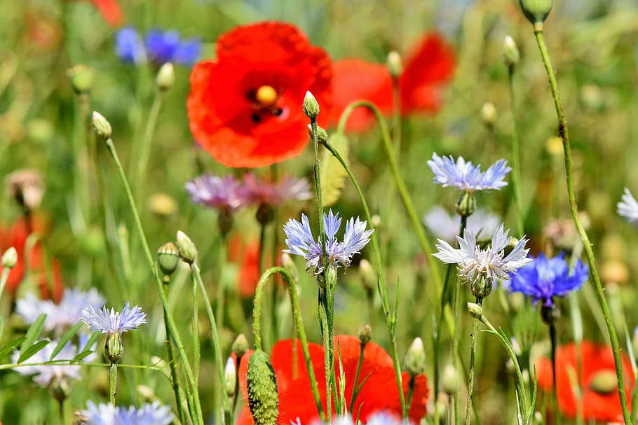 blue and red flower field, alpine cornflower, centaurea montana, HD wallpaper