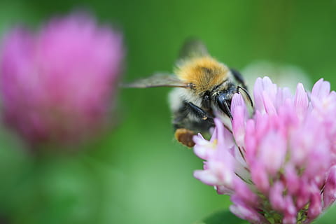 Bumblebee on Clover Close Up, bumble-bee, flower, insect, nature HD wallpaper