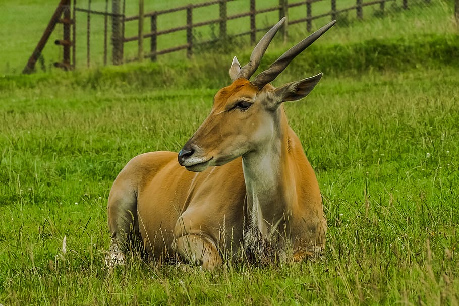 antelope, game, nature, grass, plant, animal, field, animal themes HD wallpaper
