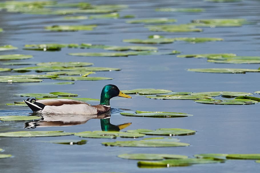 duck, river, water, bird, nature, plumage, water bird, swim HD wallpaper