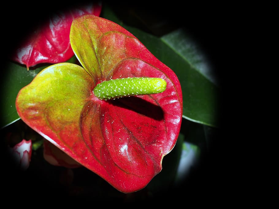 Flowers, Pots, Macro, red, in pots, flower picture, food and drink HD wallpaper