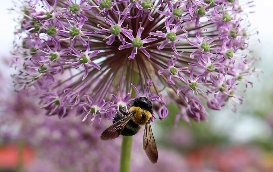 decorative garlic, head, insect, bee, nature, purple flower HD wallpaper
