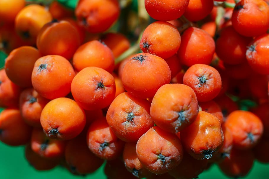 rowan, berry, red, fruit, plant, nature, bright, green, fresh HD wallpaper