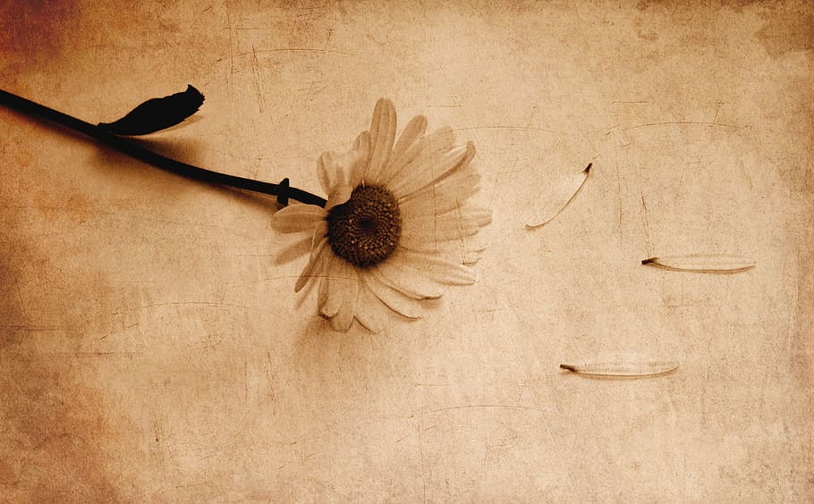 flower, petals, nature, spring, blossom, plant, bloom, floral HD wallpaper