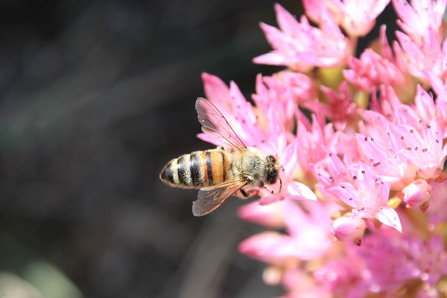 Bee, Blossom, Bloom, Pollination, one animal, flower, animal themes HD wallpaper