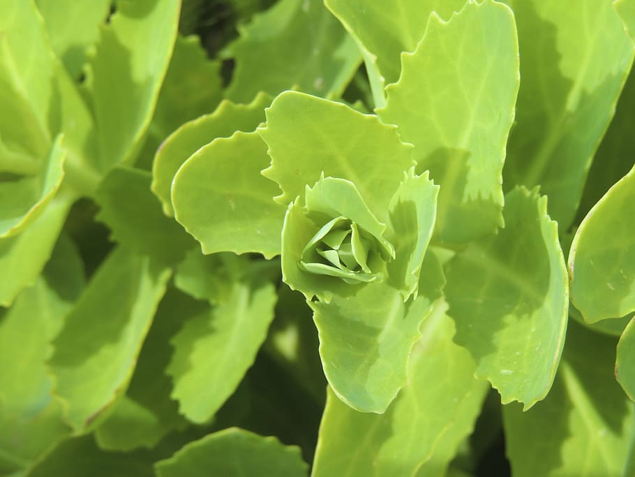 bud, green, spring, smart, spur, pointed, weed, leaves, jagged HD wallpaper