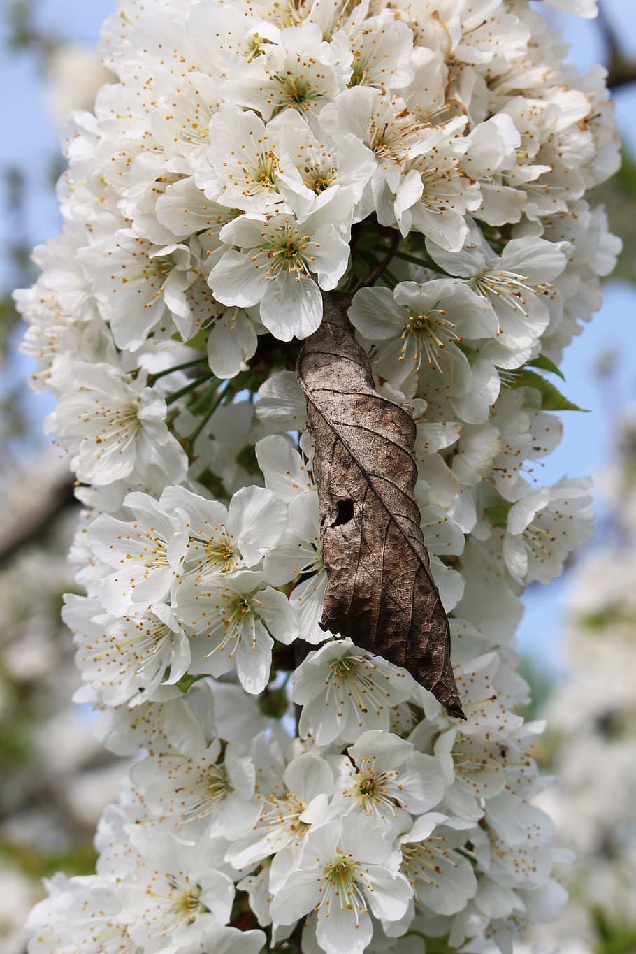 flowers, pear branch, spring, bloom, lush, dry leaf among the flowers HD wallpaper