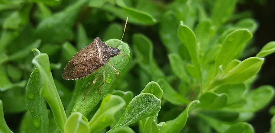 bug, stink bug, brown stink bug, insect, brown bug, flying insect HD wallpaper