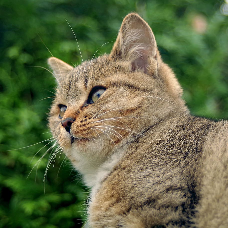 Cat fur clearance nature