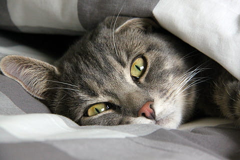 silver tabby cat, rest, cute cat, pets, striped cat, cat face HD wallpaper