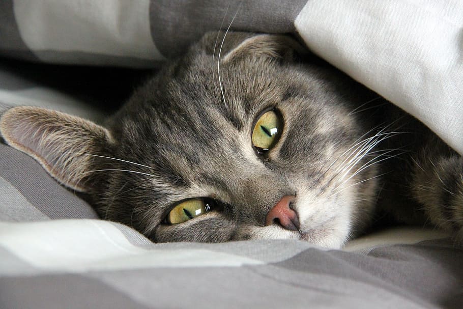 silver tabby cat, rest, cute cat, pets, striped cat, cat face HD wallpaper