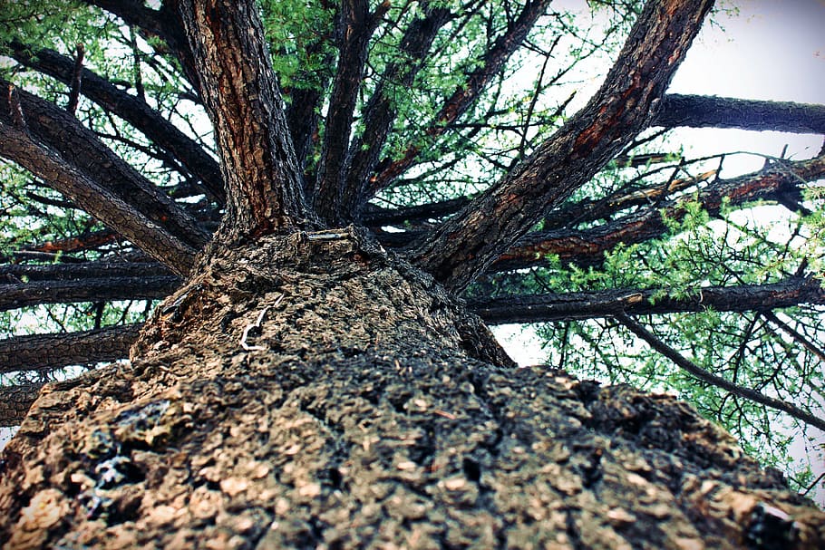 tree, pine, trunk, bark, wood, green, trunks of trees, pine wood HD wallpaper