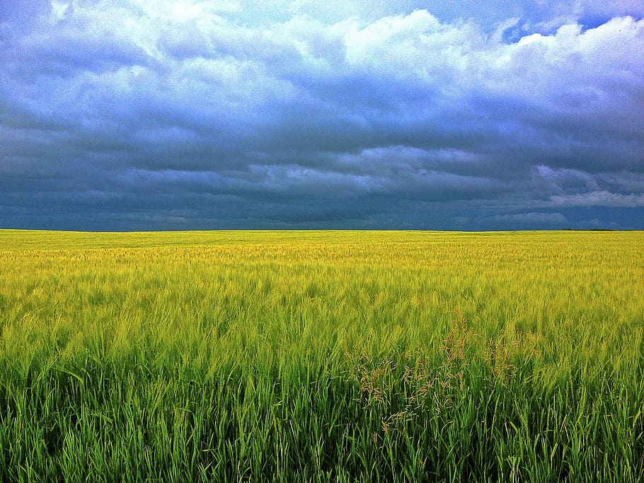 grass field under blue sky, barley, clouds, sunshine, grain, healthy, HD wallpaper