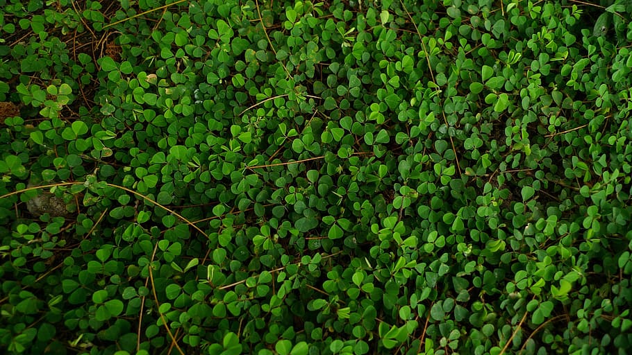 green leaf plants on the ground, small green leaves, creeping foliage, HD wallpaper