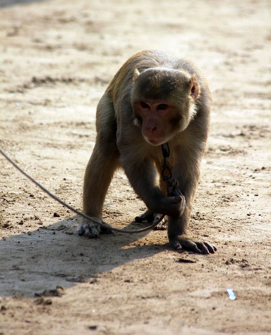 monkey, animal, chained, leash, mammal, ape, primate, animal wildlife HD wallpaper