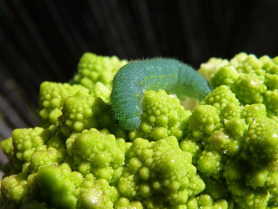 caterpillar, broccoli, worm, plague, vegetable, green color HD wallpaper