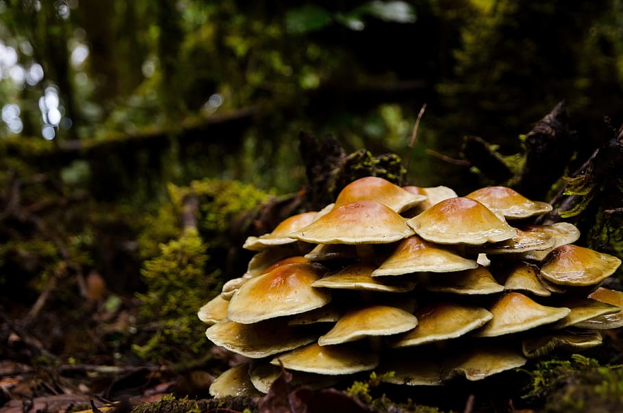 Mushroom, Forest, Moss, Moist, autumn, nature, fungus, brown HD wallpaper