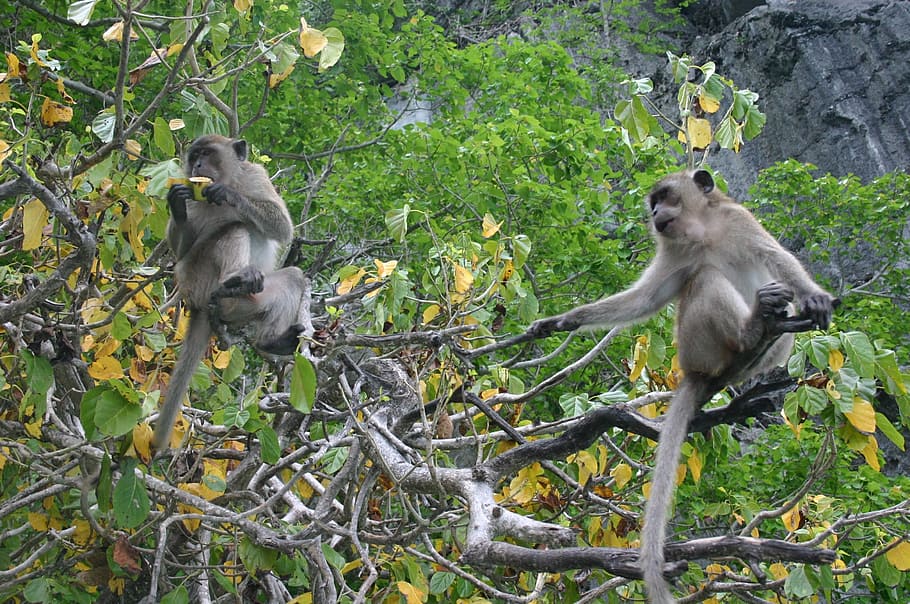 ape, monkey, äffchen, mammal, nature thailand, primate, animal wildlife HD wallpaper