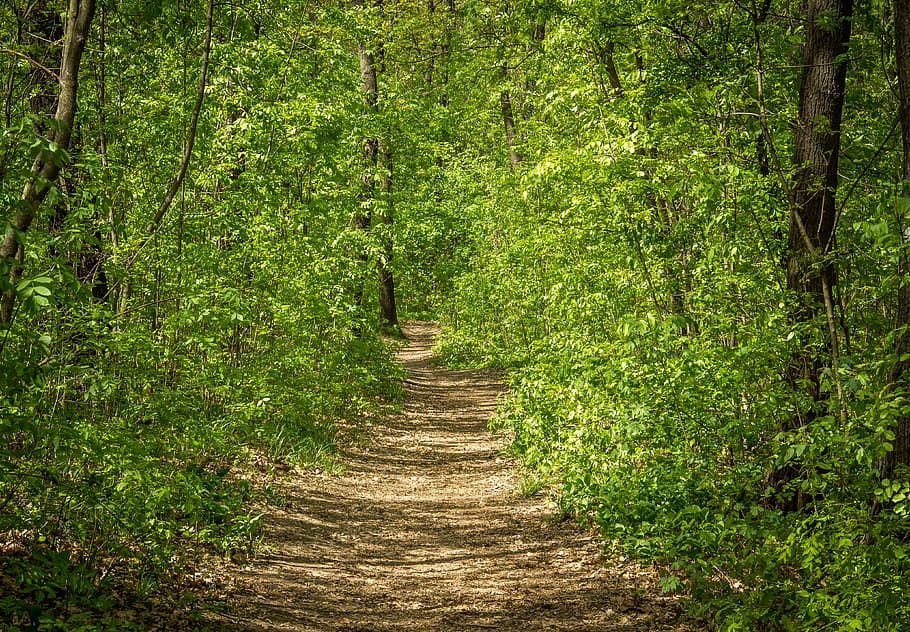 Forest, Nature, Wood, Trees, Spring, path, green, earth, road HD wallpaper