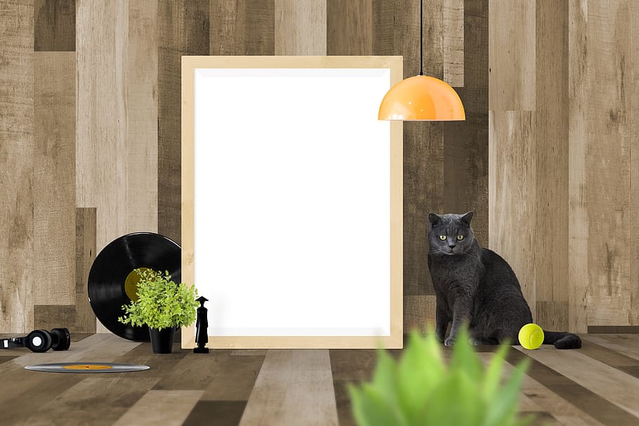 Russian blue cat, poster mockup, frame, template, interior HD wallpaper