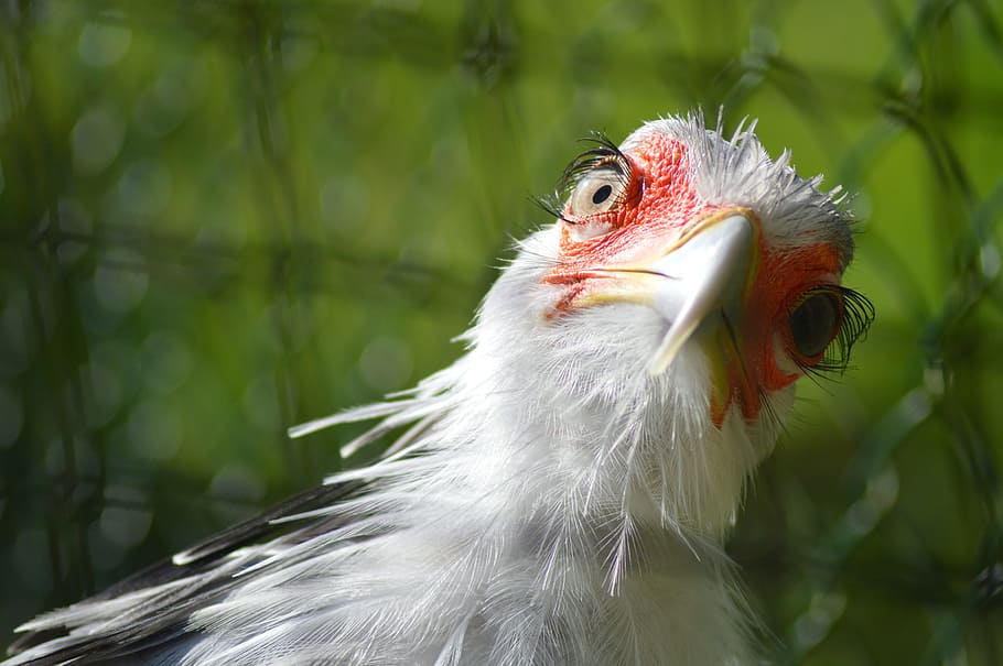 selective focus photography of secretary bird, quizical, beak HD wallpaper