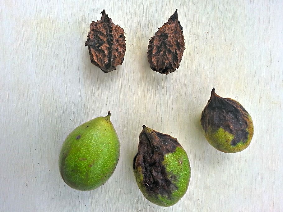 Gray, Walnut, Nuts, Husk, gray walnut, with and without husk HD wallpaper