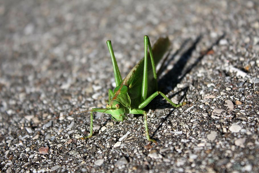 grasshopper, insect, creature, close, grasshopper flip, animal HD wallpaper