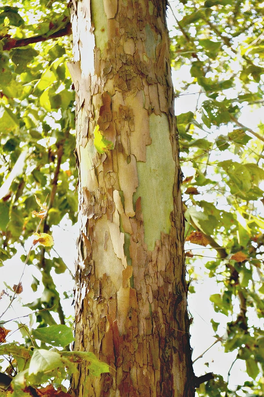 tree, bark, tall, leaves, tree trunk, nature, branches, plant HD wallpaper