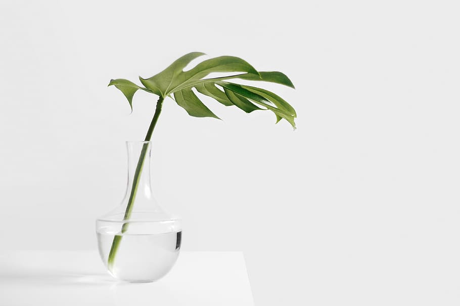 green leaf plant in clear glass vase, still, items, things, stem, HD wallpaper