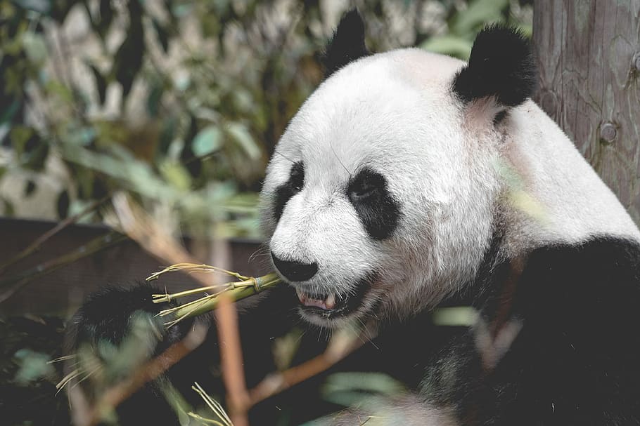 Giant Panda, panda eating sugar cane, bamboo, leaf, plant, bokeh HD wallpaper