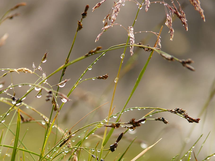 grass, plant, dew, dewdrop, nature, drip, growth, beauty in nature HD wallpaper