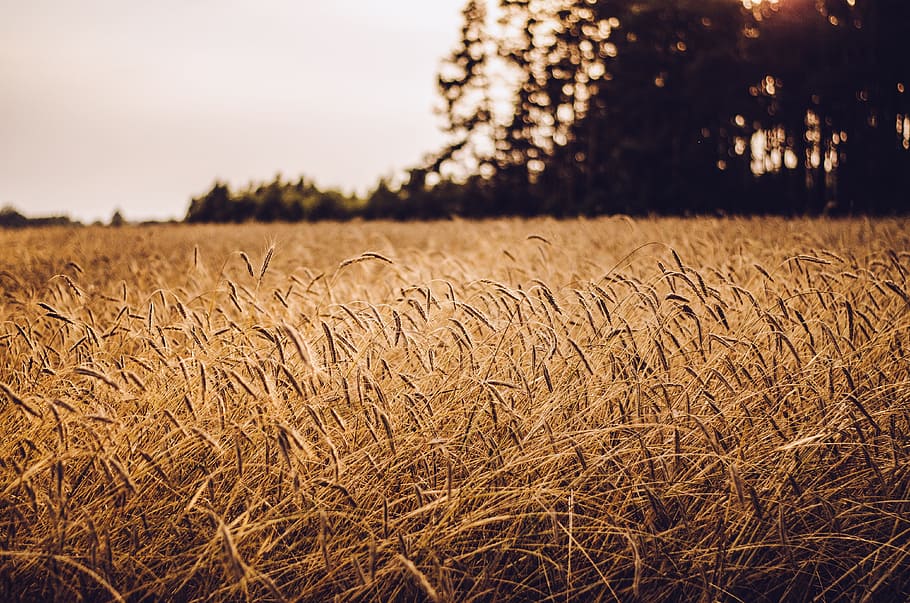 field, grain, grass, wheat, agriculture, land, plant, landscape HD wallpaper