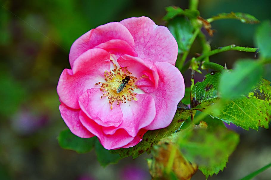 Flower, Insect, Nature, Forage, Garden, plant, leaf, close-up HD wallpaper