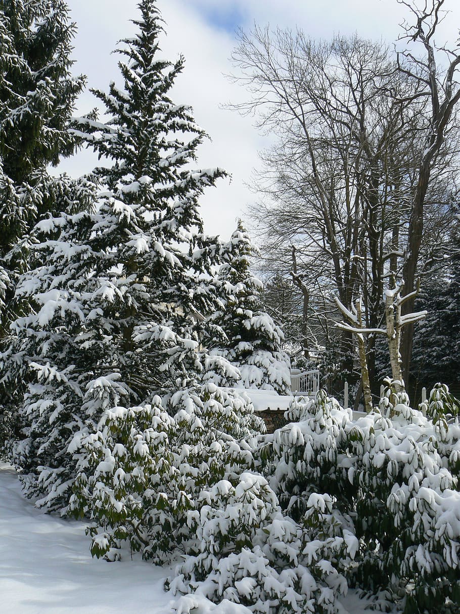 pine, tree, conifer, landscape, nature, snow, field, plant HD wallpaper
