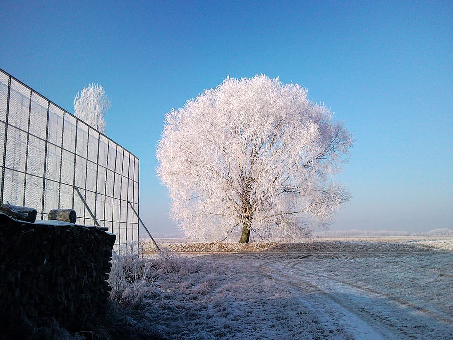Tree, Gel, Colors, Winter, Cold, Frost, sky, nature, white HD wallpaper