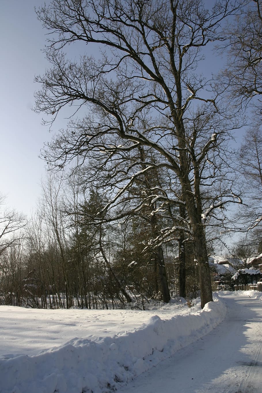 Winter, Trees, Snow, nature, cold - Temperature, outdoors, landscape HD wallpaper
