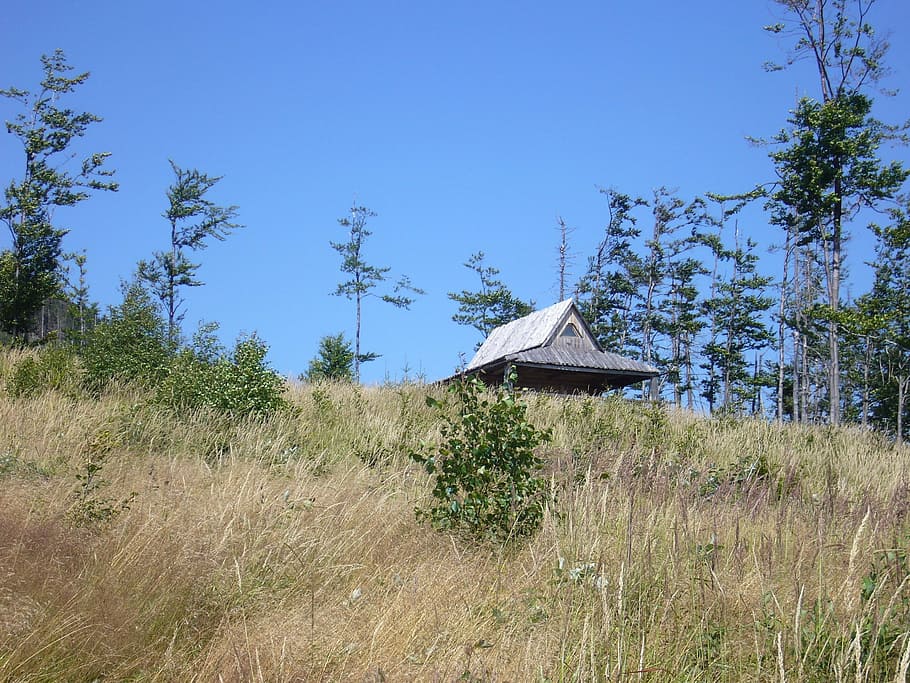 hut, meadow, forest, grass, summer, poland, spacer, plant, tree HD wallpaper