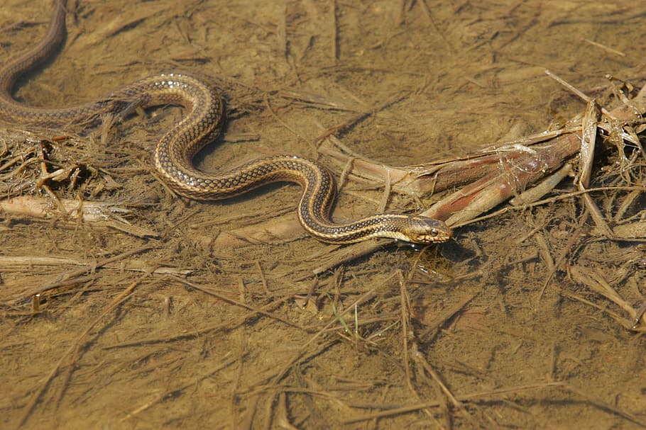 area, muddy, through, slithers, snake, eastern, garter, snakes HD wallpaper