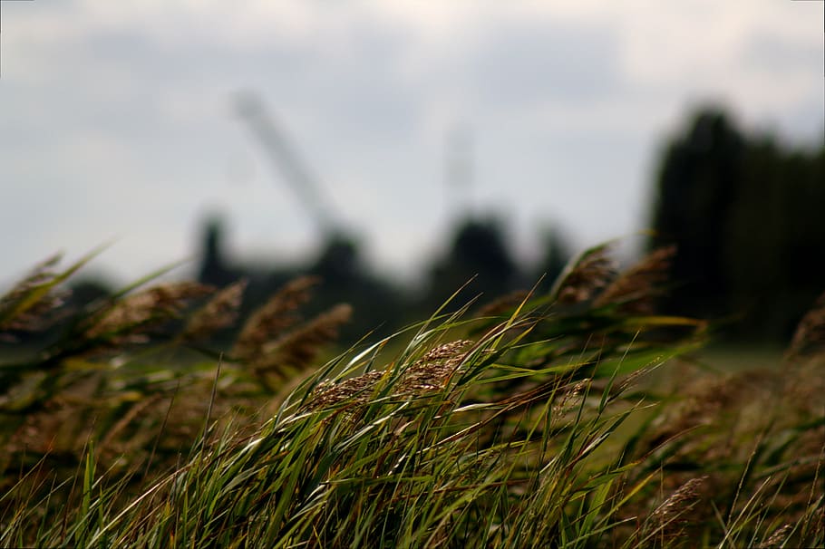 grass, spike, wind, windy, halme, nature, industry, plant, environment HD wallpaper