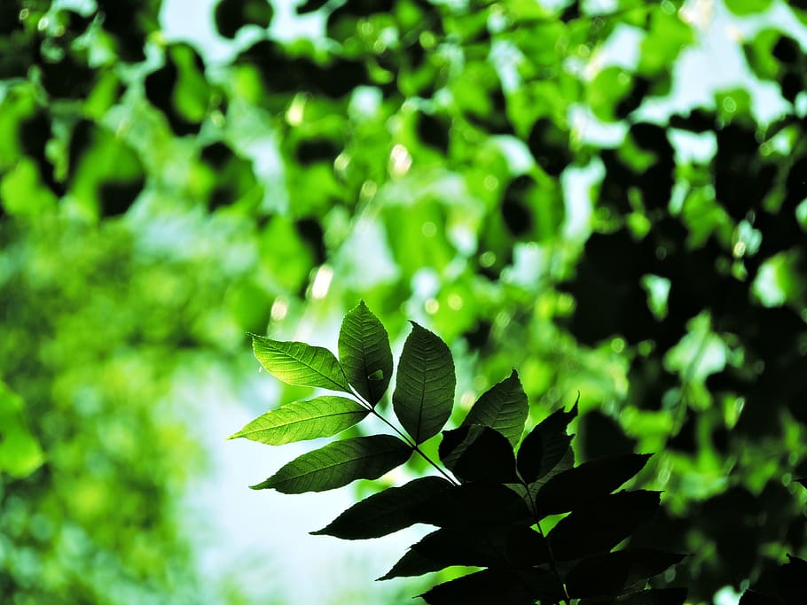 tree, green, forest, nature, macro, leaf, green Color, plant HD wallpaper