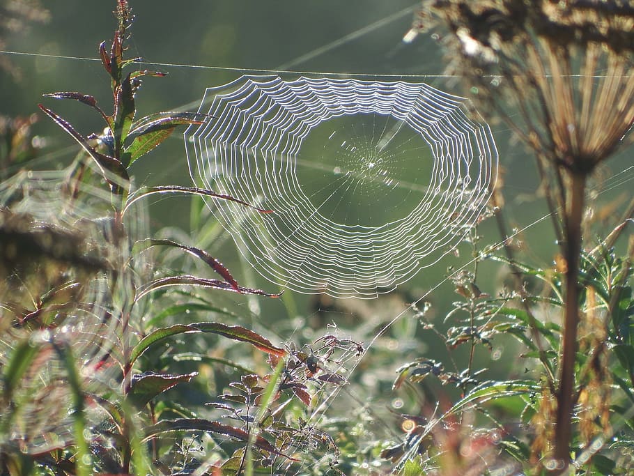 spider web, autumn, the bushes, indian summer, heat, insect