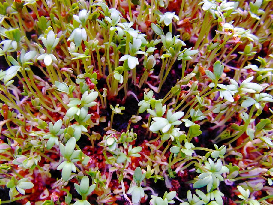 seedlings, cress, grow, germinate, bio, growth, plant, beauty in nature