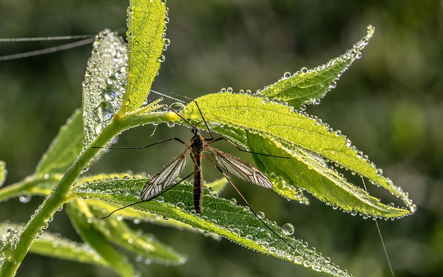 brown crane fly perching on green plant in selective-focus photography HD wallpaper