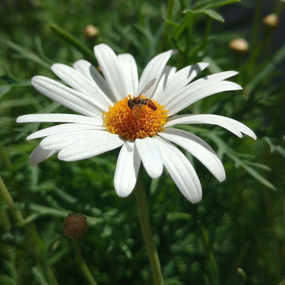 daisy, flower, nectar, spring, bee, nature, flowering plant HD wallpaper